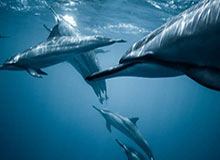 澳门百家乐平台：在澳门风云中体验极致赌桌魅力